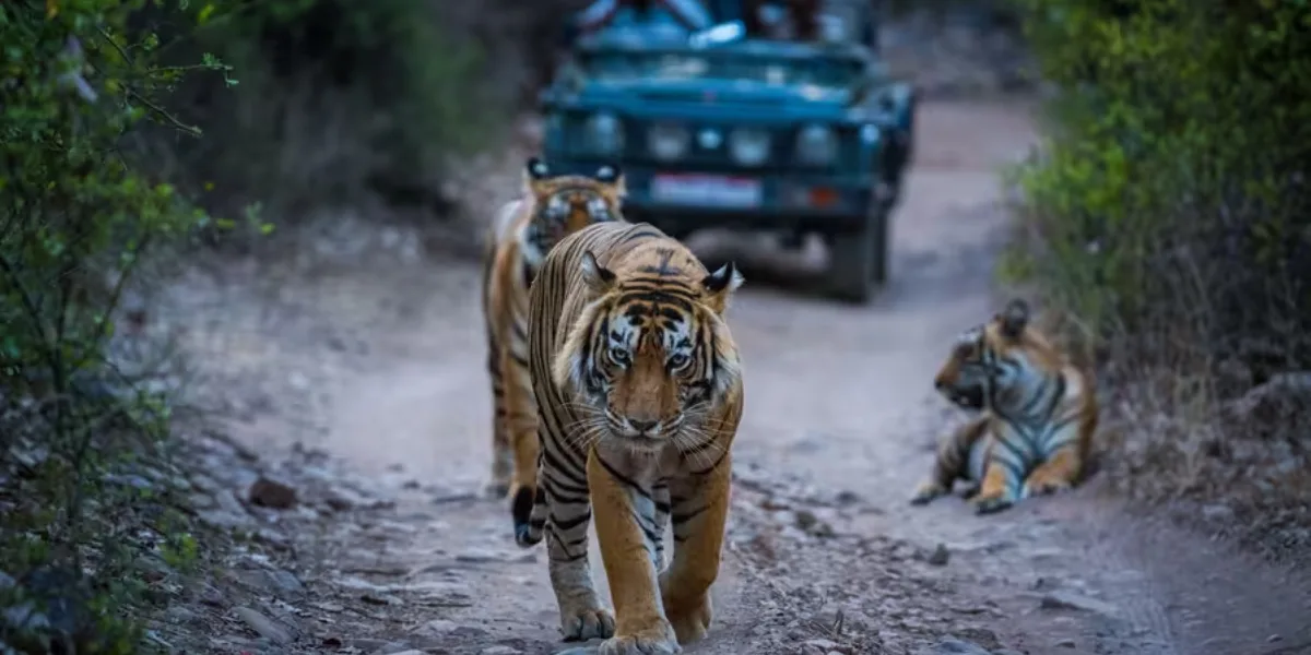 One Day Ranthambore Tour Package